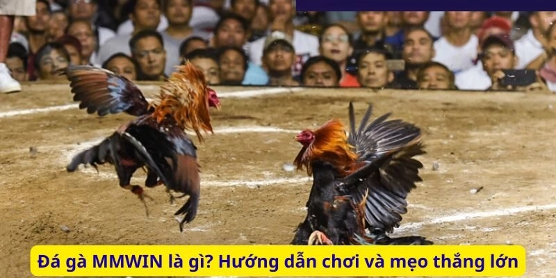 Đá gà MMWIN là gì? Hướng dẫn chơi và mẹo thắng lớn